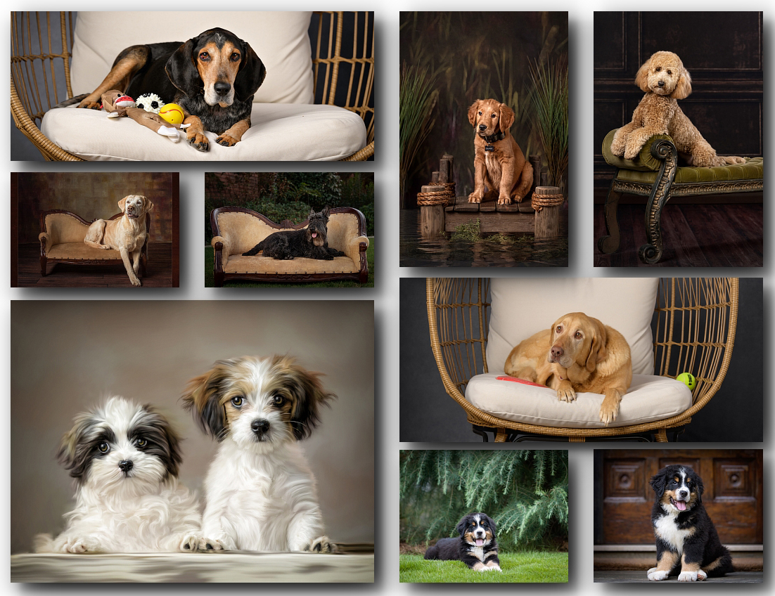 Huntsville, AL, pet photographer, photography